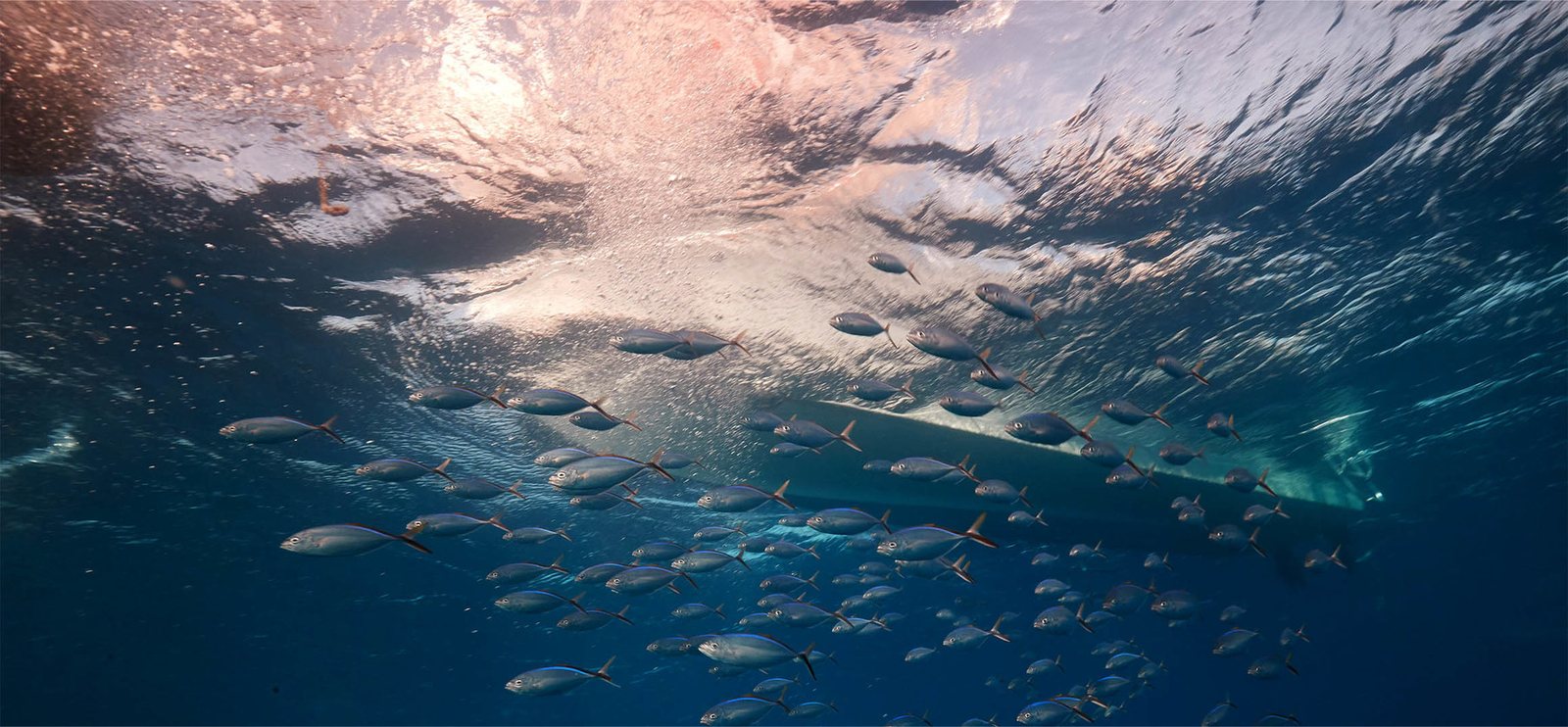 A bait ball of silver fish just under the surface