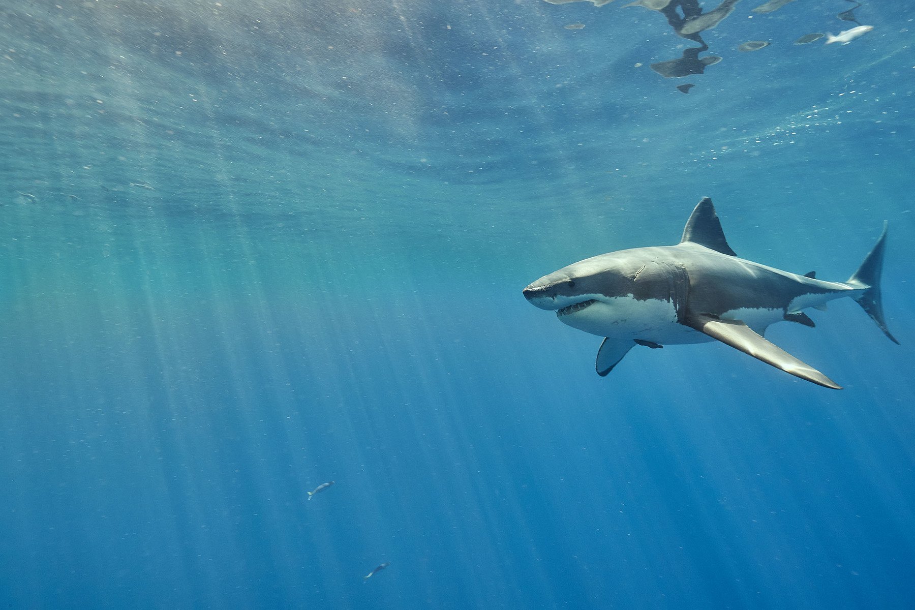 A great white shark under shafts of surface light