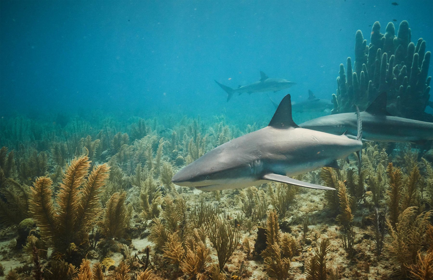 A reef shark gliding low over soft coral