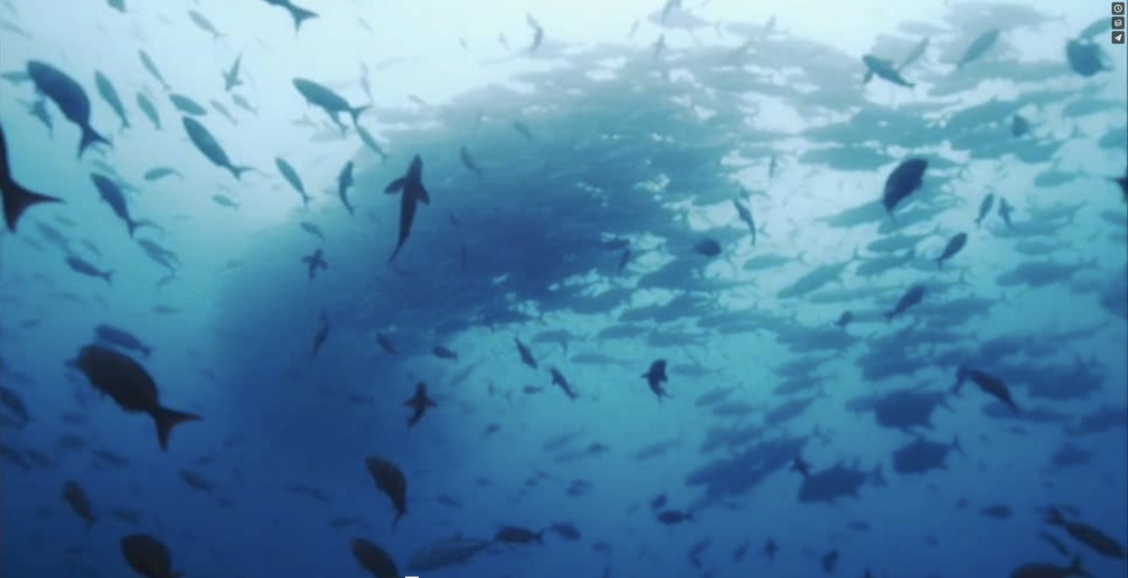 A school of fish in open blue water