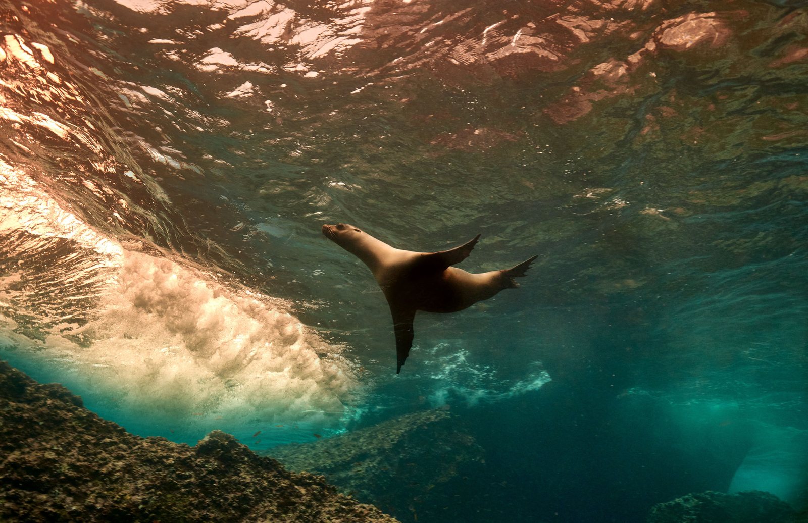 A sea lion diving through a breaking wave, seen from underwater