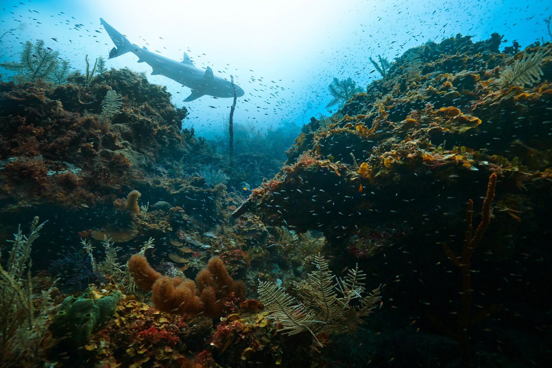 A shark crossing a reef canyon in Cuba, light from the surface above