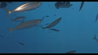 Looping: a great white shark pushing through a school of fish