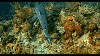Looping: reef sharks over coral, and one seen from below against the sun
